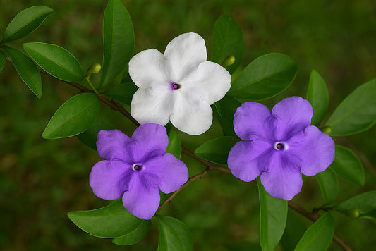 Chiric Sanango Dieta with Ayahuasca Retreat