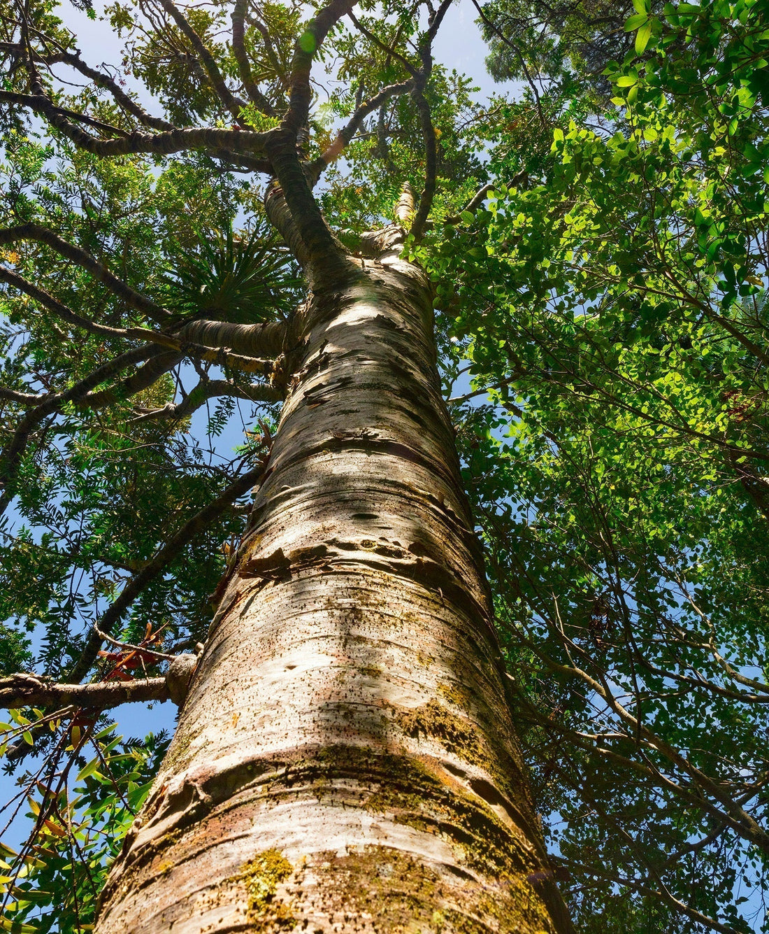 Mixed Tree Dieta with Ayahuasca Retreat