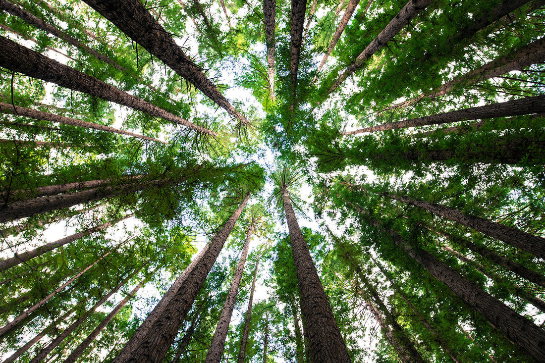 Trees & Plants Commonly Used In The Dietas