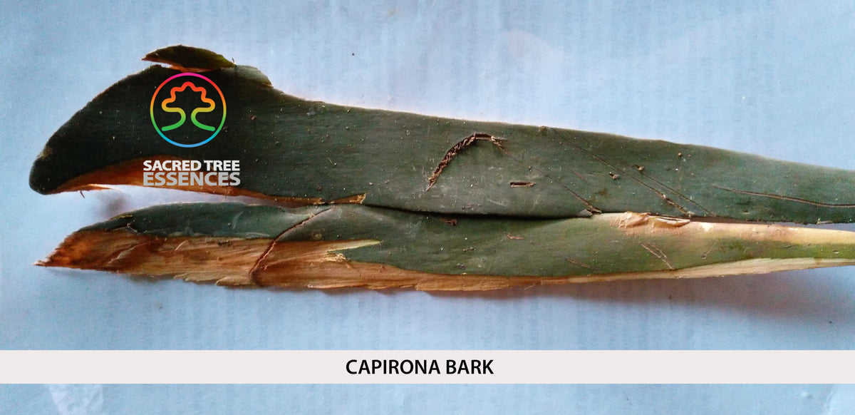 CAPIRONA ESSENCE