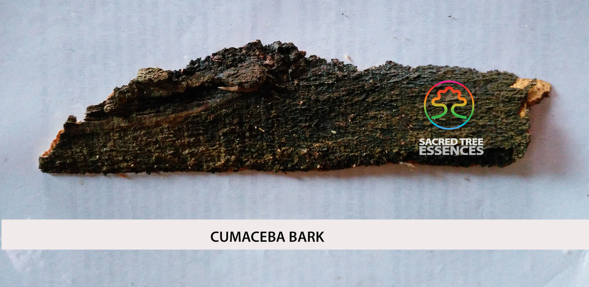 CUMACEBA ESSENCE