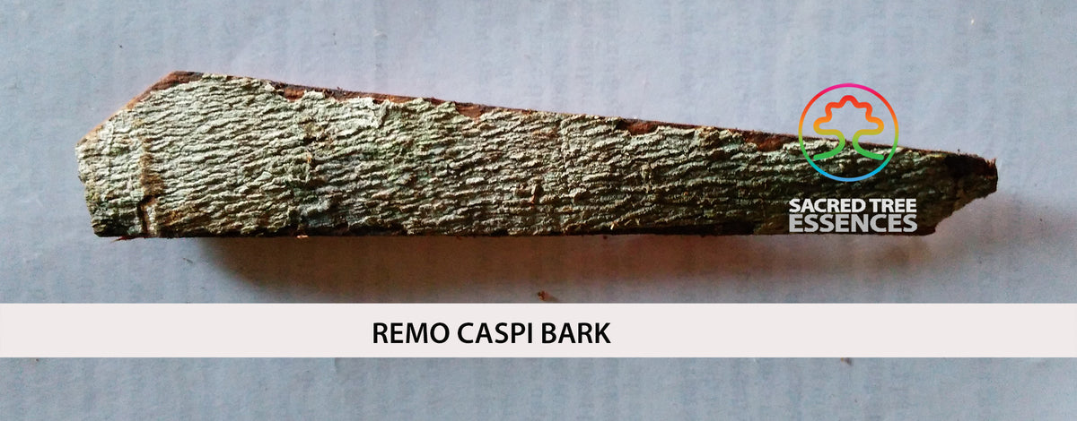 A piece of rough, textured remo caspi bark shown horizontally on a light gray background, with a white banner at the bottom reading 'REMO CASPI BARK' and a 'Sacred Tree Essences' logo in the upper right.