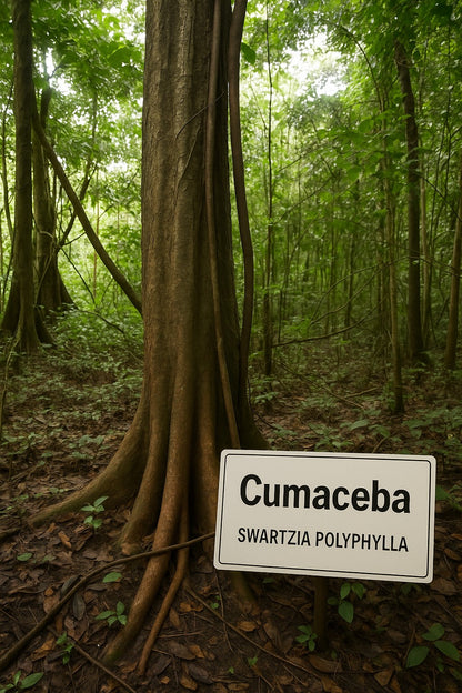 CUMACEBA ESSENCE