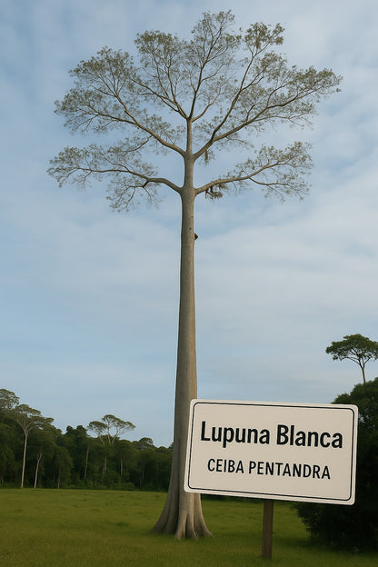 LUPUNA BLANCA ESSENCE